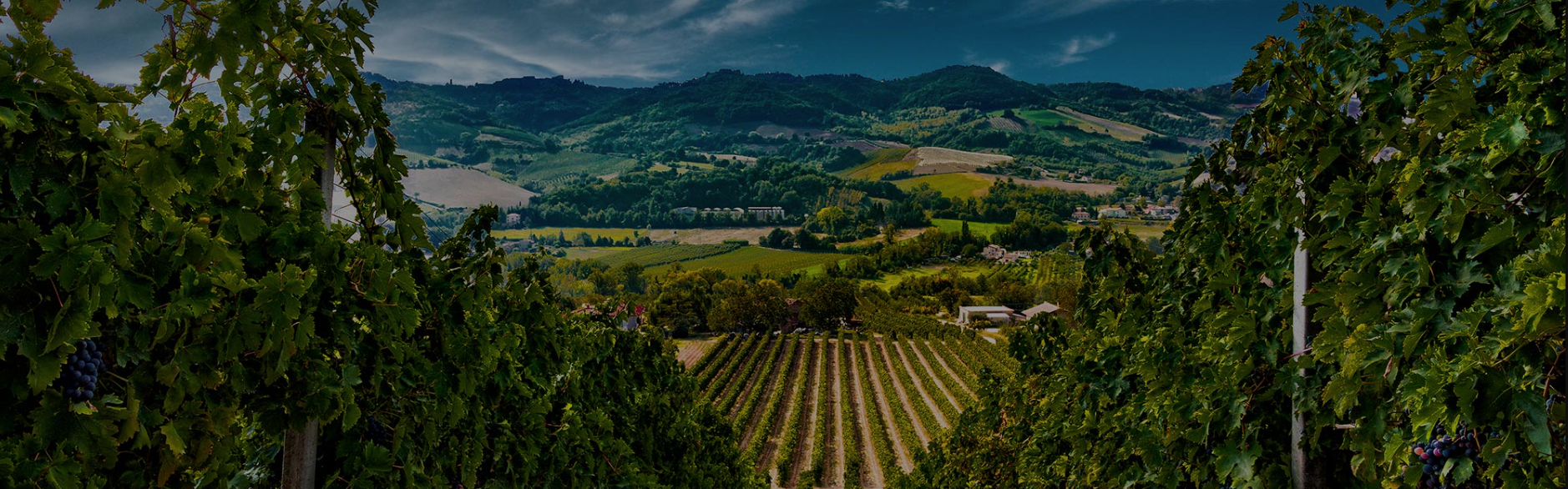 Cantina Valdaso