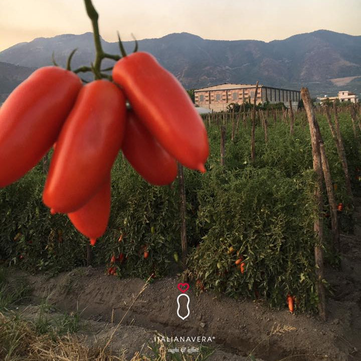 San Marzano Tomaten aus Agro Sarnese-Nocerino